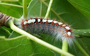 White Satin Caterpillar