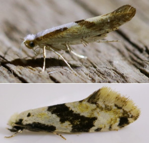 micro-moths
