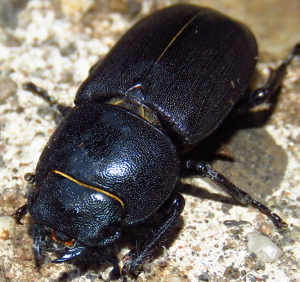 Lesser Stag Beetle