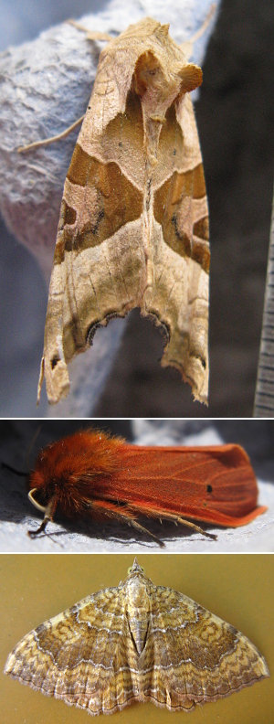 Moth pictures