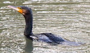 Cormorant swimming