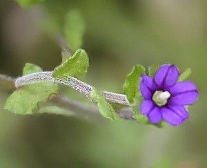 Close-up of the flower