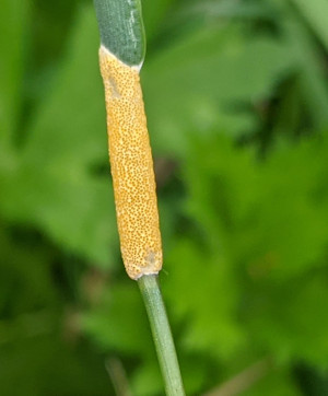 infected grass stem
