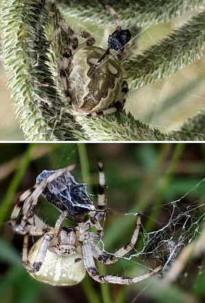Spider on Timothy grass