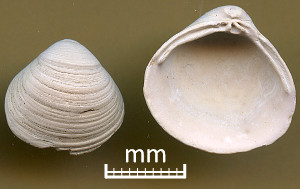 Scan of shells