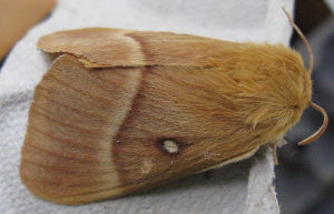 Adult moth on egg box