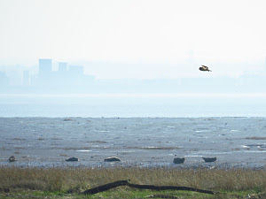 View over the Humber with Short-eared Owl and Common Seals