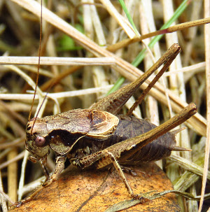 Dark Bush-cricket