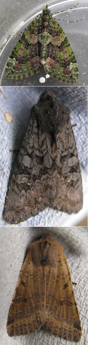 Moth images