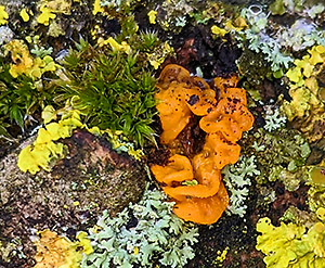 Lichen