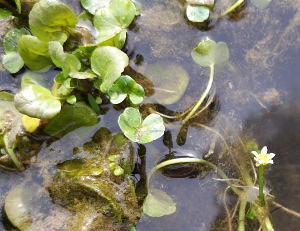 Ivy-leaved Crowfoot