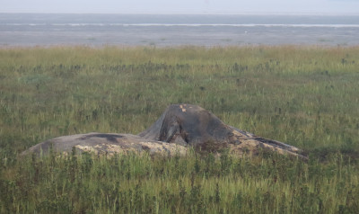 whale carcas on saltmarsh