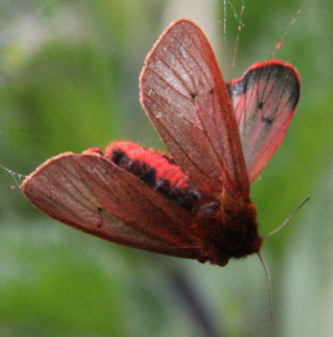 Ruby Tiger moth in a spider's web