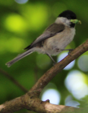 Marsh Tit