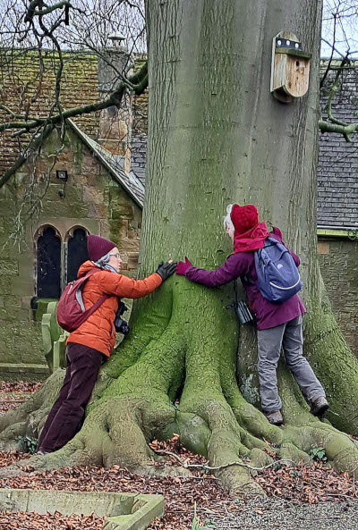 a veteran tree, Hook