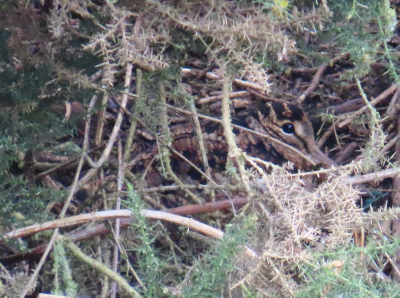 Woodcock