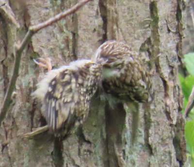 Treecreepers