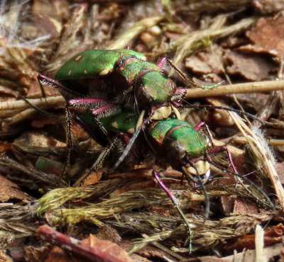 Green Tiger Beetles