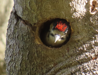 nesting woodpecker