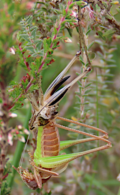 Bog Bush-cricket