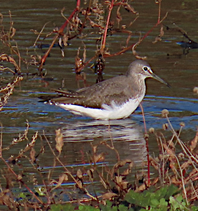 Green Sandpiper