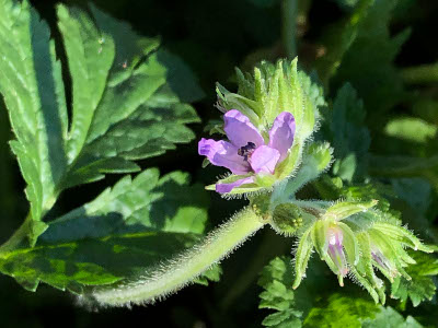 Musk Stork's-bill (AJC)