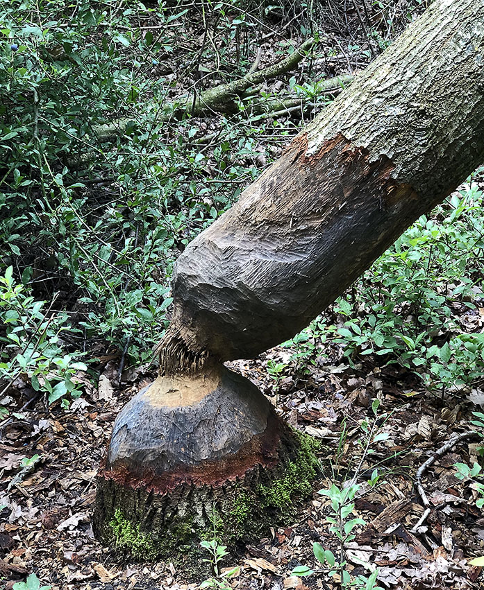 beaver-gnawed wood