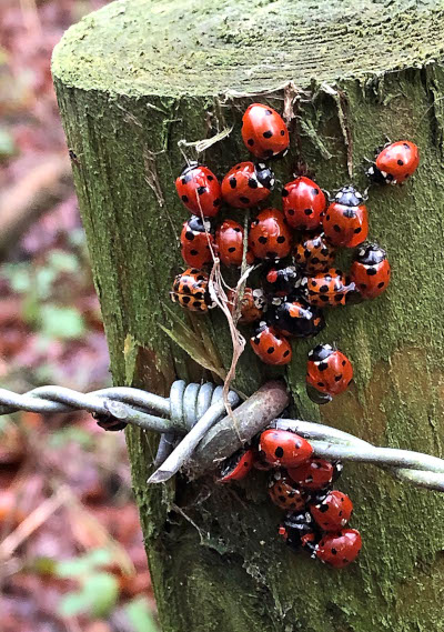Ladybirds