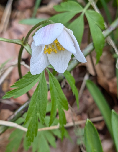 Wood Anemone