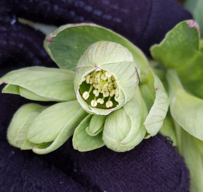 Stinking Hellebore (HK)