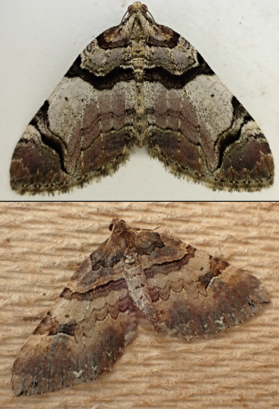 Rose-eating moths