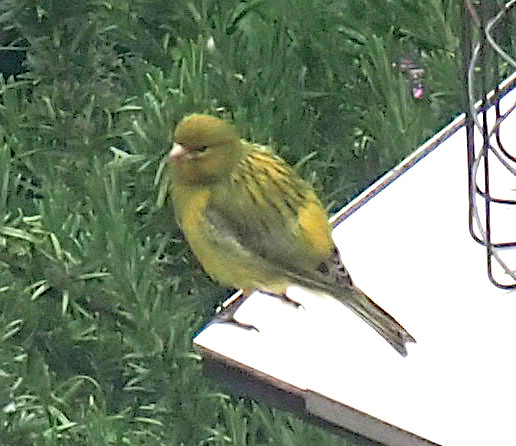 Canary