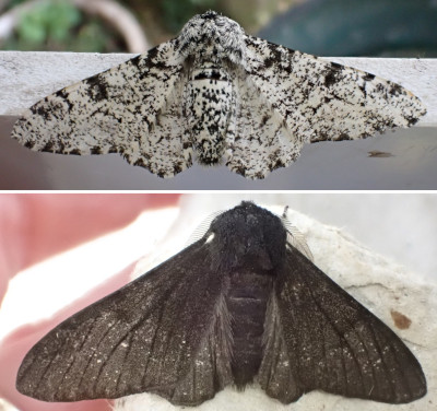 Peppered Moths