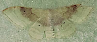 Portland Ribbon Wave