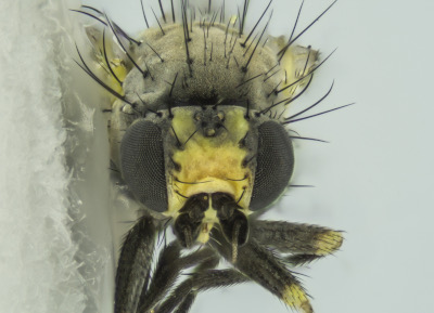 Napomyza nigriorbita - Barry Warrinton